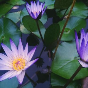 Flowers Print