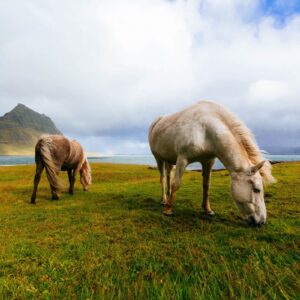 Horses