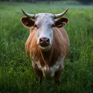 Cow Print