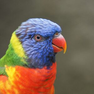 Parrot