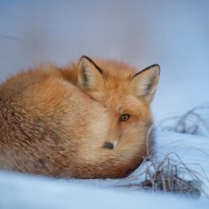 Fox
