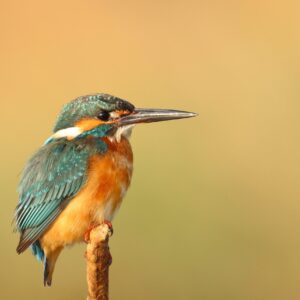 Small Bird
